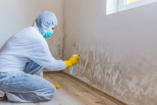 Licensed Black Mold Removal service in Smithfield, NC - WQB Mold Removal