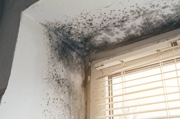 Affordable Black Mold Removal solutions in Smithfield, NC