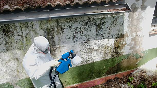 Top rated local Black Mold Removal specialists in Smithfield, NC